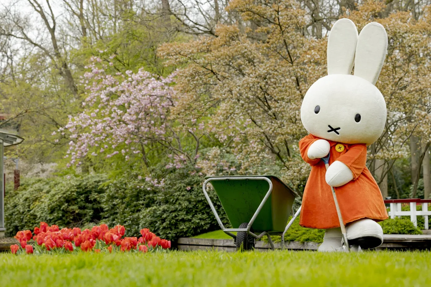 Miffy in the Keukenhof gardens next to tulips
