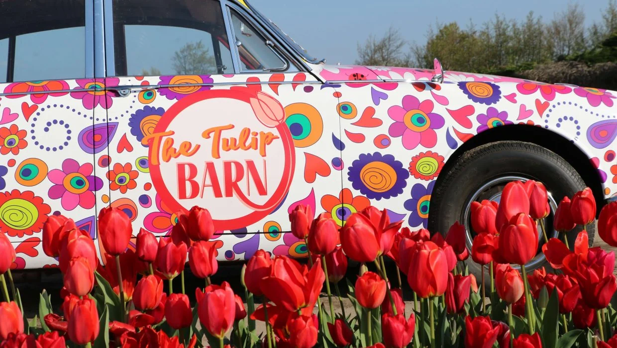 The Tulip Barn flower car surrounded by red tulips