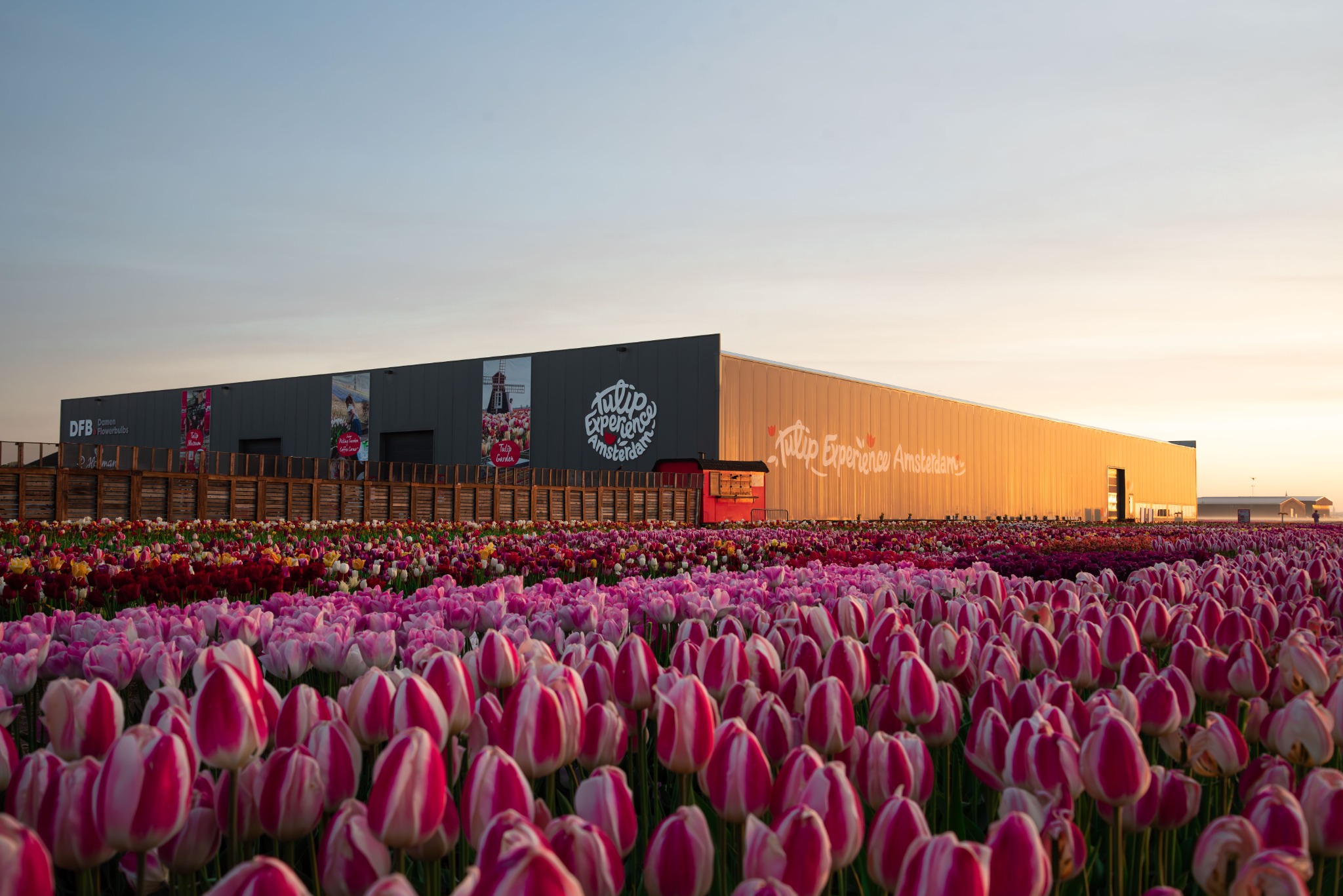 Pink tulips and the Tulip Experience Amsterdam building in warm evening light